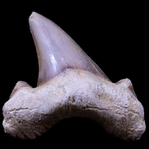 1.8" Otodus Obliquus Shark Fossil Tooth Specimen Oued Zem Morocco COA - Fossil Age Minerals