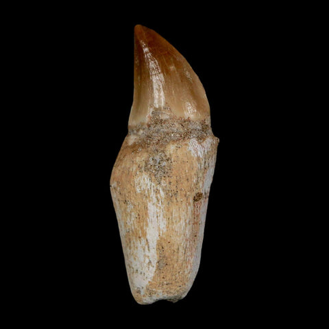 1.8" Halisaurus Walkeri Mosasaur Fossil Tooth Rooted Cretaceous Dinosaur Era COA - Fossil Age Minerals