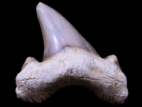 1.8" Otodus Obliquus Shark Fossil Tooth Specimen Oued Zem Morocco COA - Fossil Age Minerals