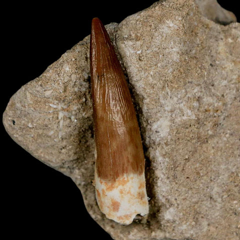 1.7" Plesiosaur Zarafasaura Tooth Fossil In Matrix Cretaceous Dinosaur Era COA