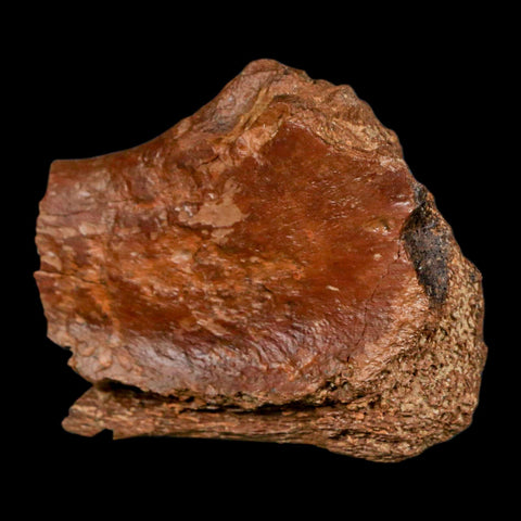 2.4" Ankylosaurus Fossil Femur Bone Aguja Formation Texas Cretaceous Dinosaur Stand - Fossil Age Minerals