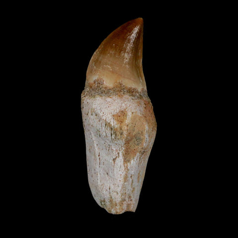 1.8" Halisaurus Walkeri Mosasaur Fossil Tooth Rooted Cretaceous Dinosaur Era COA - Fossil Age Minerals