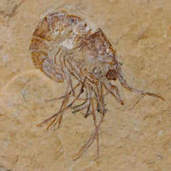 Lebanon Fossil Shrimp