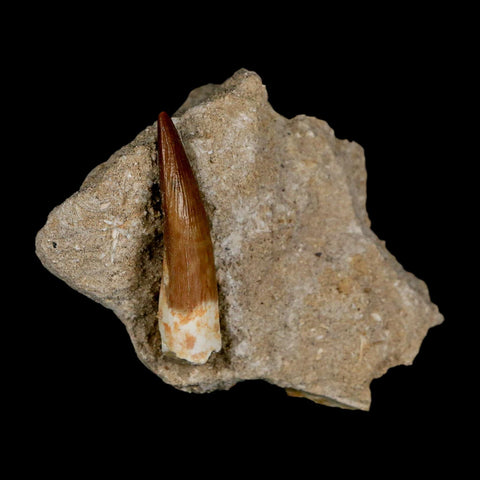 1.7" Plesiosaur Zarafasaura Tooth Fossil In Matrix Cretaceous Dinosaur Era COA