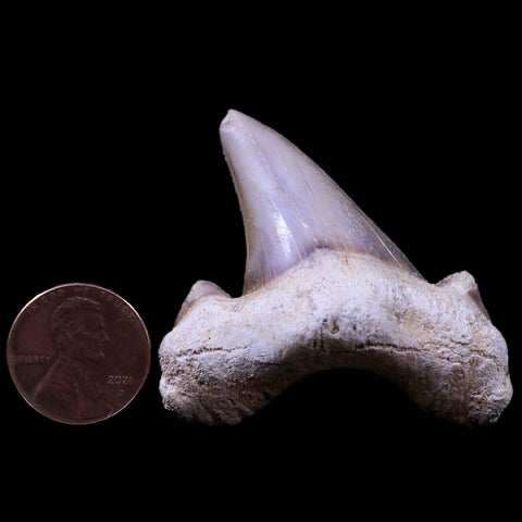 1.8" Otodus Obliquus Shark Fossil Tooth Specimen Oued Zem Morocco COA - Fossil Age Minerals
