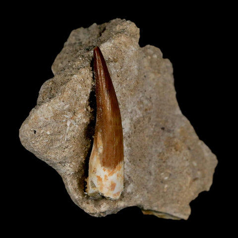 1.7" Plesiosaur Zarafasaura Tooth Fossil In Matrix Cretaceous Dinosaur Era COA