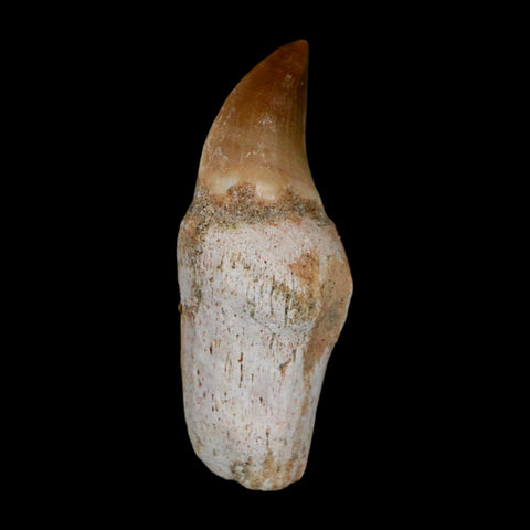 1.8" Halisaurus Walkeri Mosasaur Fossil Tooth Rooted Cretaceous Dinosaur Era COA - Fossil Age Minerals