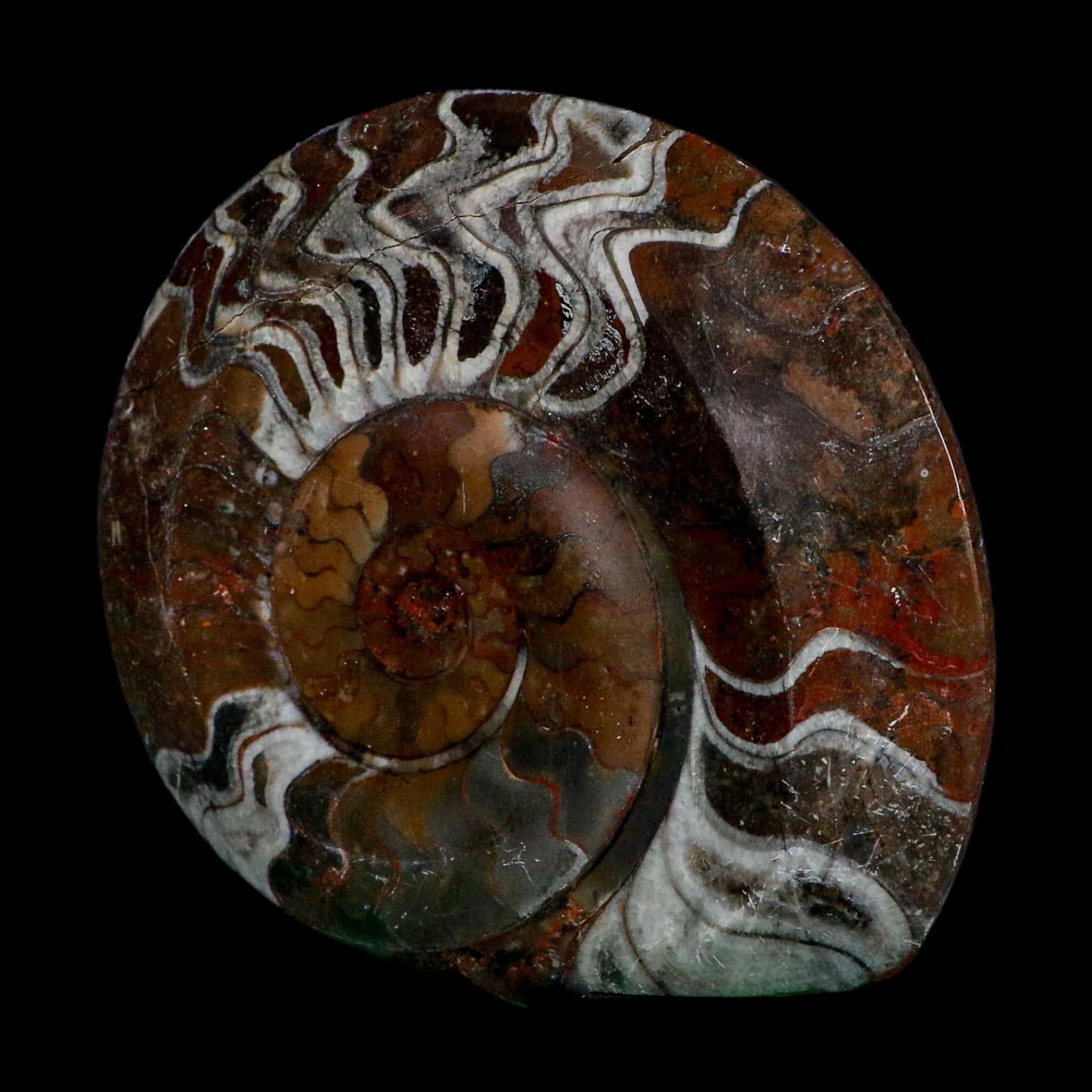 4.6" Goniatite Ammonite Fossil Polished Morocco Devonian Age COA