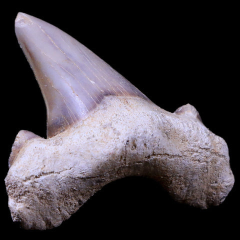 1.8" Otodus Obliquus Shark Fossil Tooth Specimen Oued Zem Morocco COA - Fossil Age Minerals