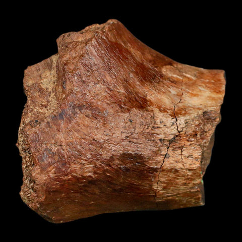 2.4" Ankylosaurus Fossil Femur Bone Aguja Formation Texas Cretaceous Dinosaur Stand - Fossil Age Minerals