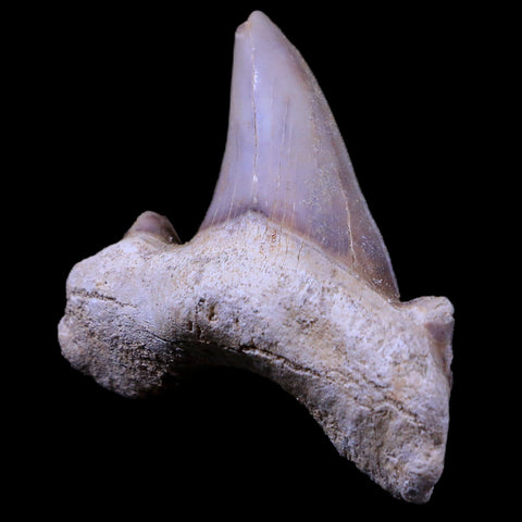 1.8" Otodus Obliquus Shark Fossil Tooth Specimen Oued Zem Morocco COA - Fossil Age Minerals