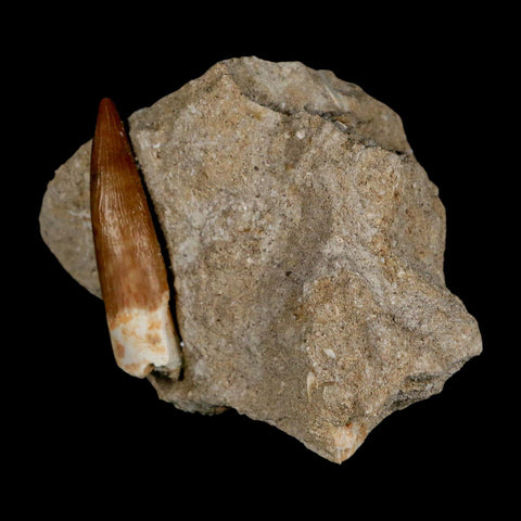 1.7" Plesiosaur Zarafasaura Tooth Fossil In Matrix Cretaceous Dinosaur Era COA