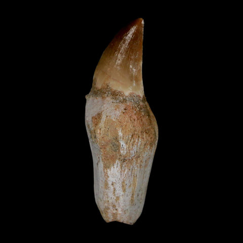 1.8" Halisaurus Walkeri Mosasaur Fossil Tooth Rooted Cretaceous Dinosaur Era COA - Fossil Age Minerals