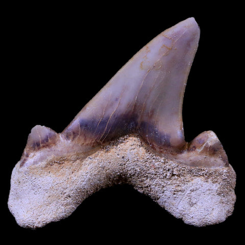 1.8" Otodus Obliquus Shark Fossil Tooth Specimen Oued Zem Morocco COA - Fossil Age Minerals