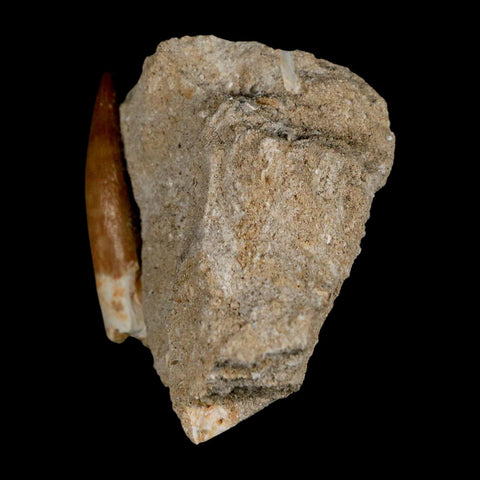 1.7" Plesiosaur Zarafasaura Tooth Fossil In Matrix Cretaceous Dinosaur Era COA