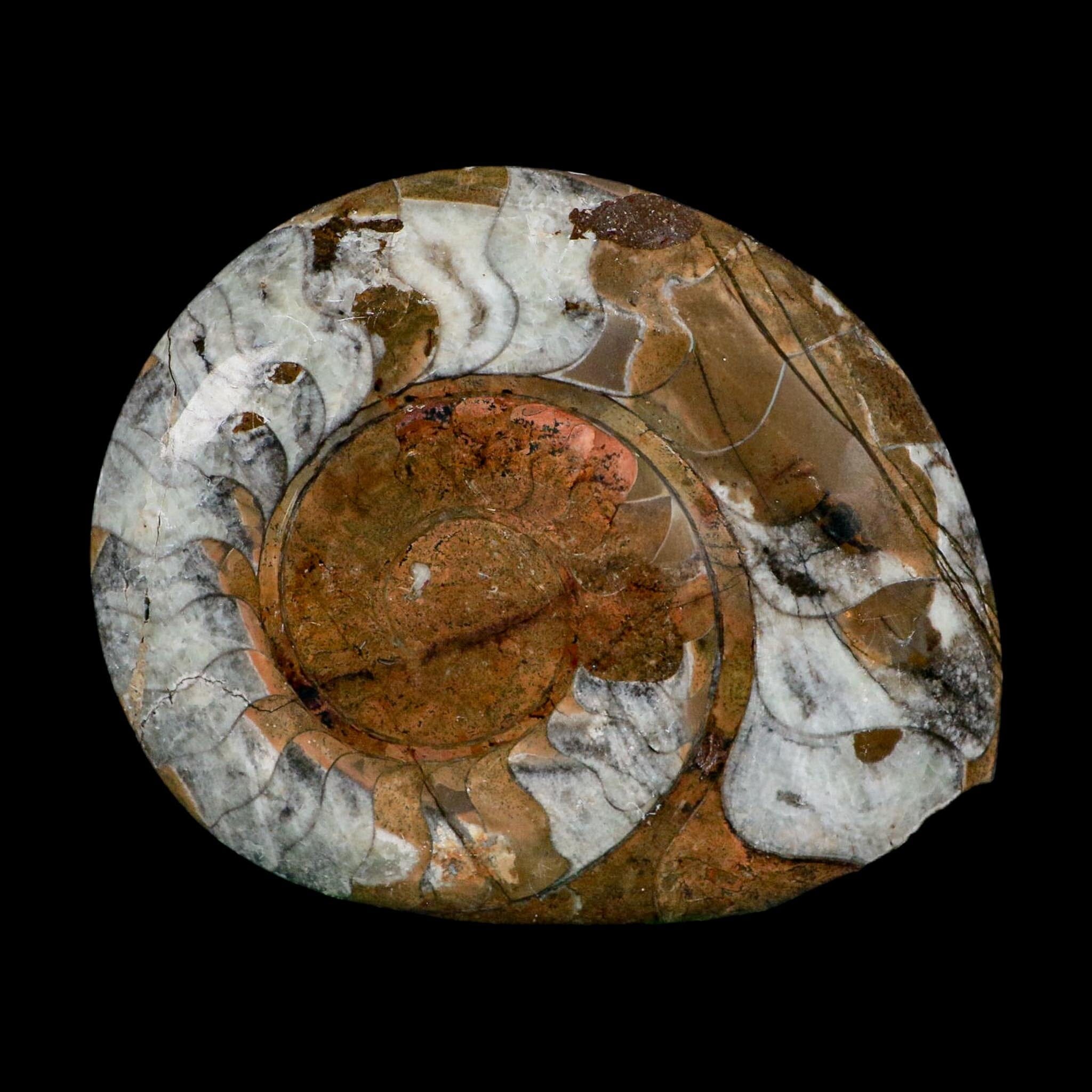 5" Goniatite Ammonite Fossil Polished Morocco Devonian Age COA