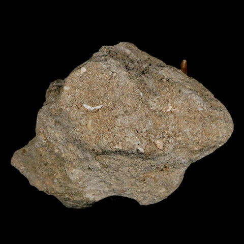 1.7" Plesiosaur Zarafasaura Tooth Fossil In Matrix Cretaceous Dinosaur Era COA