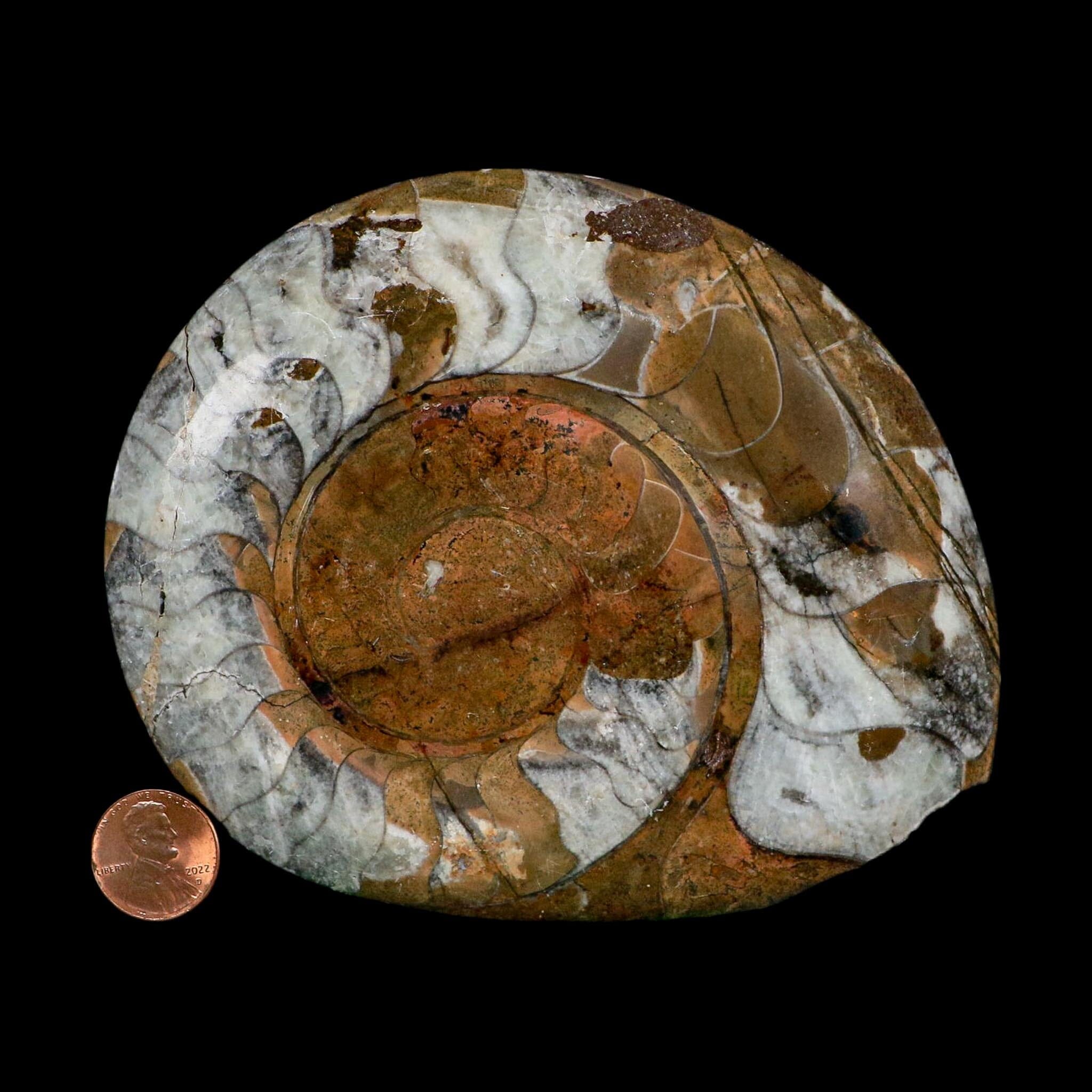 5" Goniatite Ammonite Fossil Polished Morocco Devonian Age COA