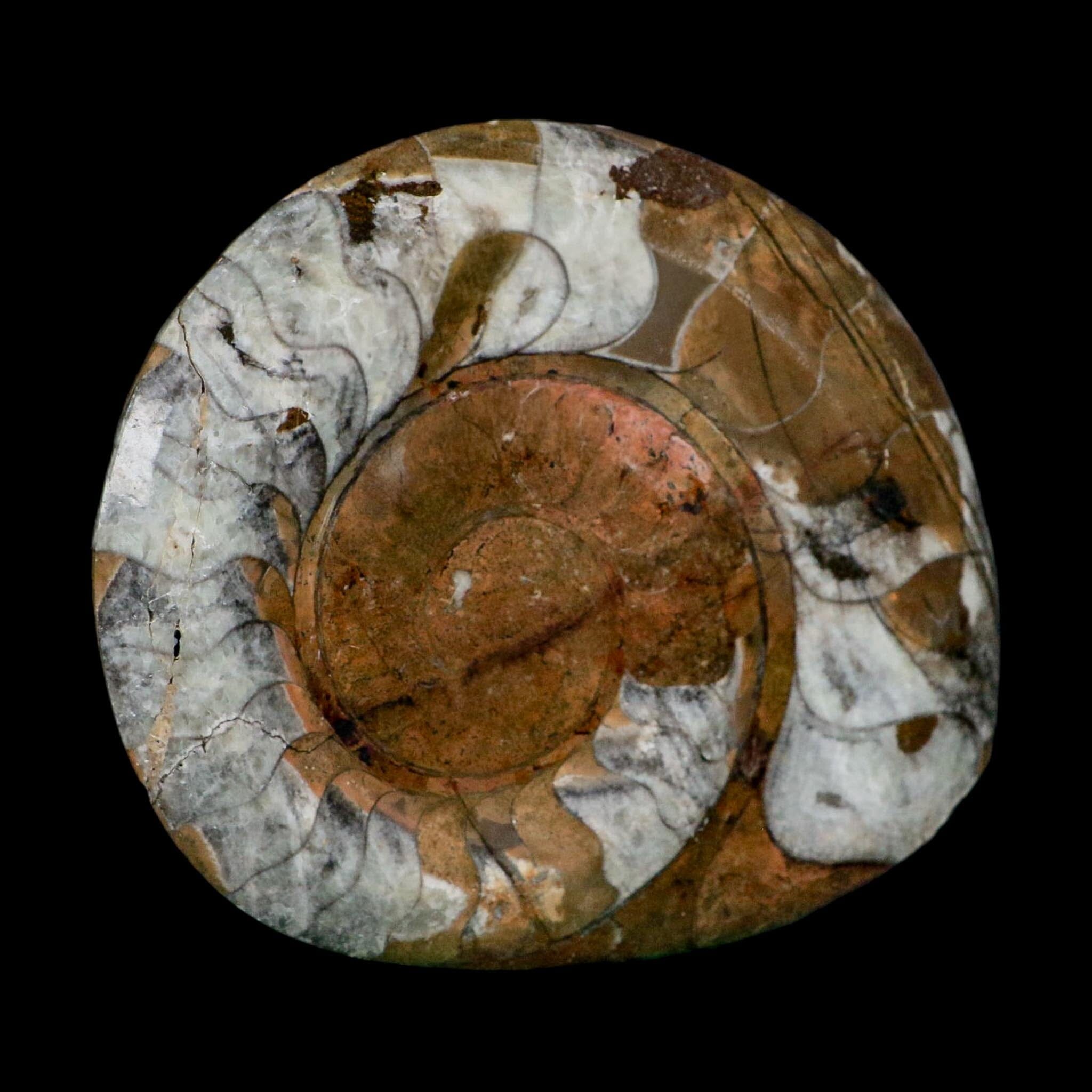 5" Goniatite Ammonite Fossil Polished Morocco Devonian Age COA