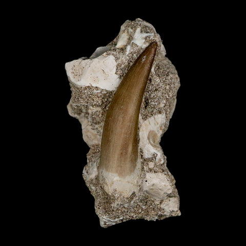1.9" Plesiosaur Zarafasaura Tooth Fossil In Matrix Cretaceous Dinosaur Era COA
