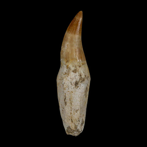 2.4" Mosasaur Eremiasaurus Fossil Tooth Rooted Cretaceous Dinosaur Era COA