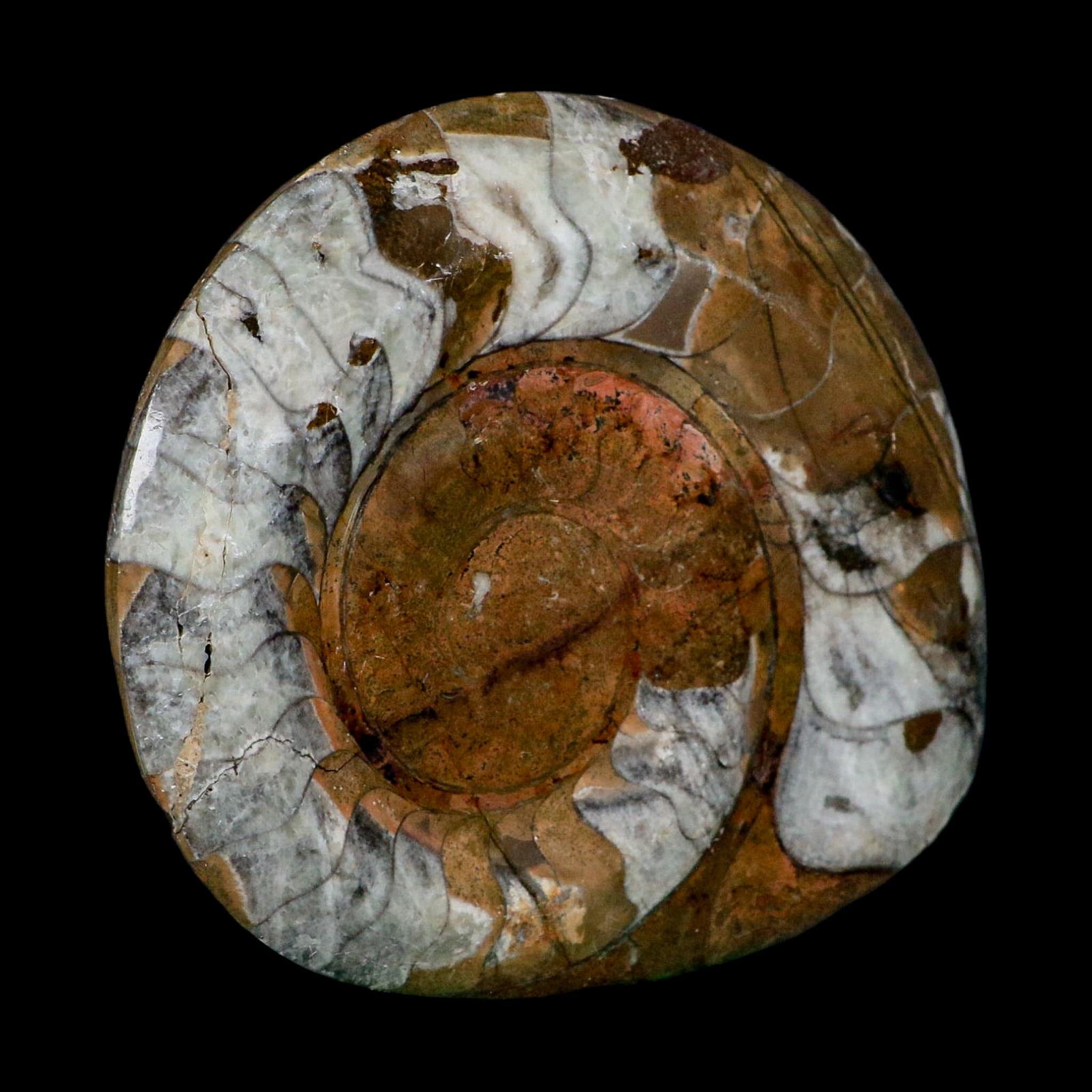 5" Goniatite Ammonite Fossil Polished Morocco Devonian Age COA