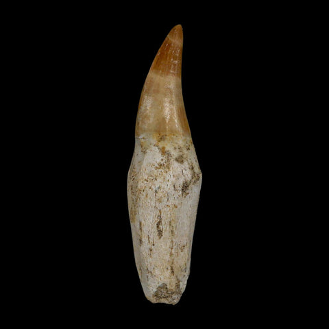 2.4" Mosasaur Eremiasaurus Fossil Tooth Rooted Cretaceous Dinosaur Era COA