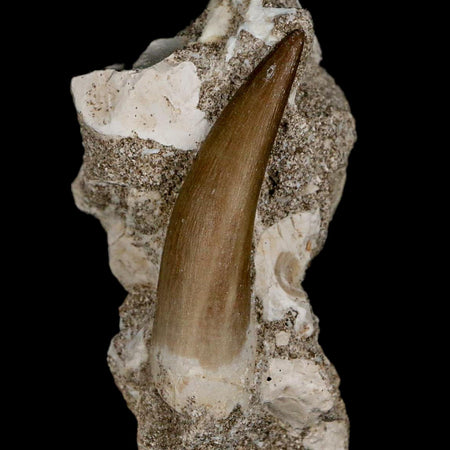 1.9" Plesiosaur Zarafasaura Tooth Fossil In Matrix Cretaceous Dinosaur Era COA