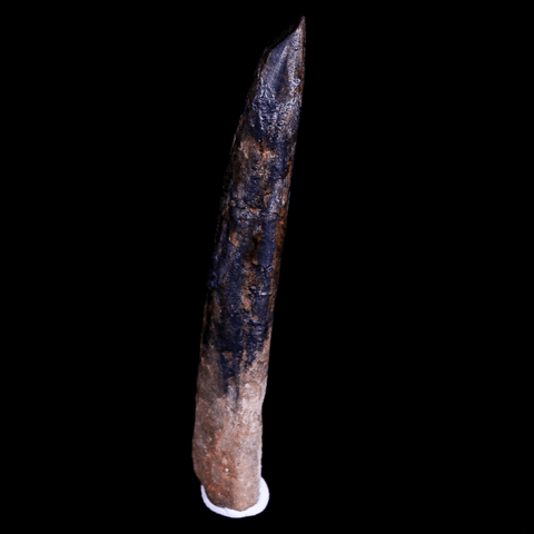 2.5" Rebbachisaurus Sauropod Fossil Tooth Early Cretaceous Dinosaur COA, Display - Fossil Age Minerals