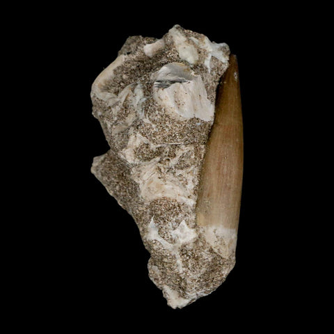 1.9" Plesiosaur Zarafasaura Tooth Fossil In Matrix Cretaceous Dinosaur Era COA