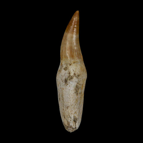 2.4" Mosasaur Eremiasaurus Fossil Tooth Rooted Cretaceous Dinosaur Era COA