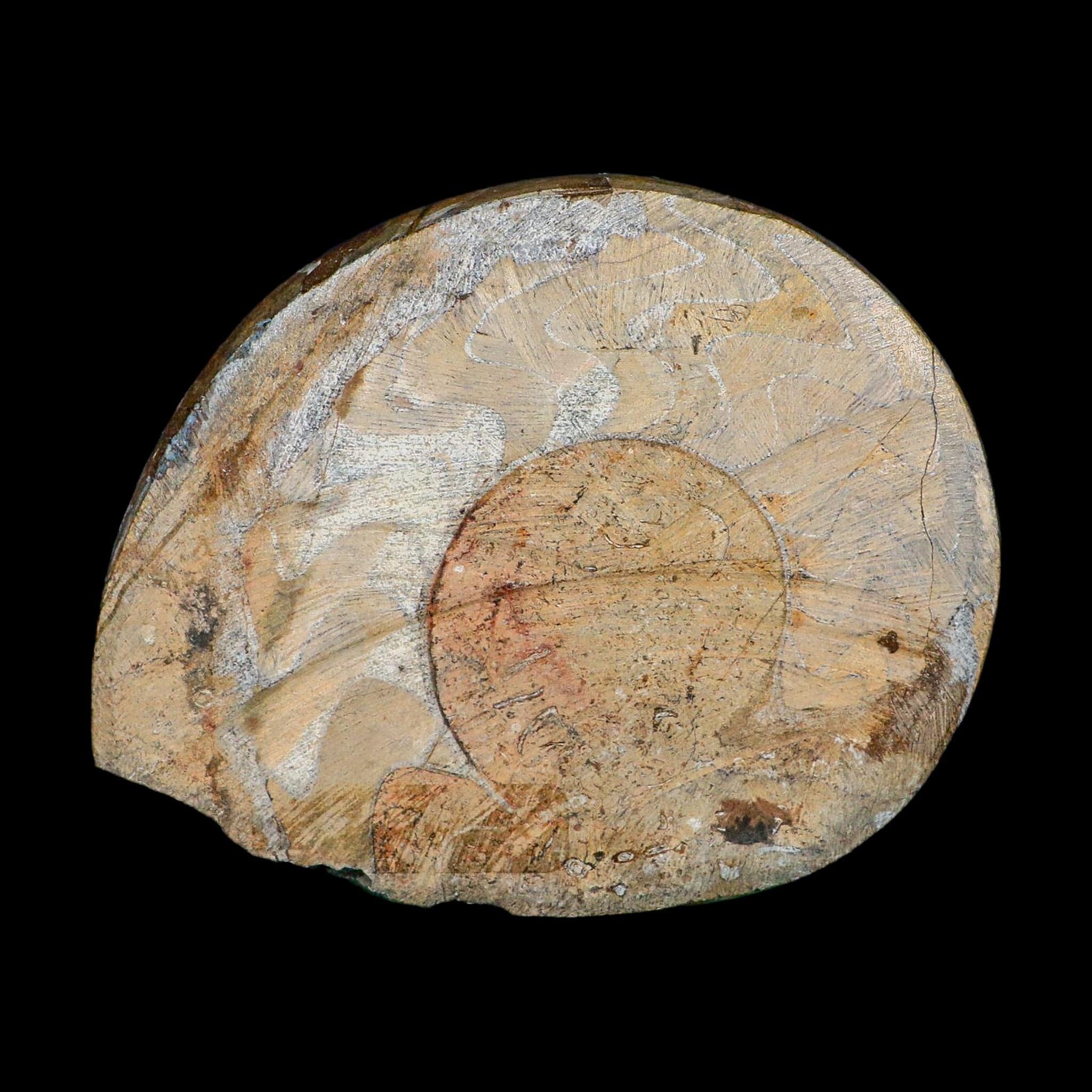 5" Goniatite Ammonite Fossil Polished Morocco Devonian Age COA