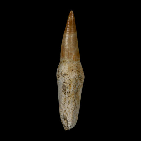 2.4" Mosasaur Eremiasaurus Fossil Tooth Rooted Cretaceous Dinosaur Era COA