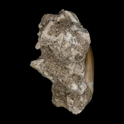 1.9" Plesiosaur Zarafasaura Tooth Fossil In Matrix Cretaceous Dinosaur Era COA