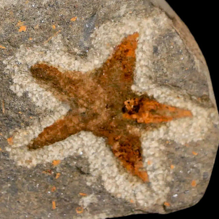 27MM Brittlestar Petraster Starfish Fossil Ordovician Age Blekus Morocco COA