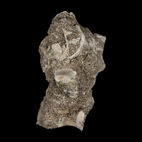 1.9" Plesiosaur Zarafasaura Tooth Fossil In Matrix Cretaceous Dinosaur Era COA