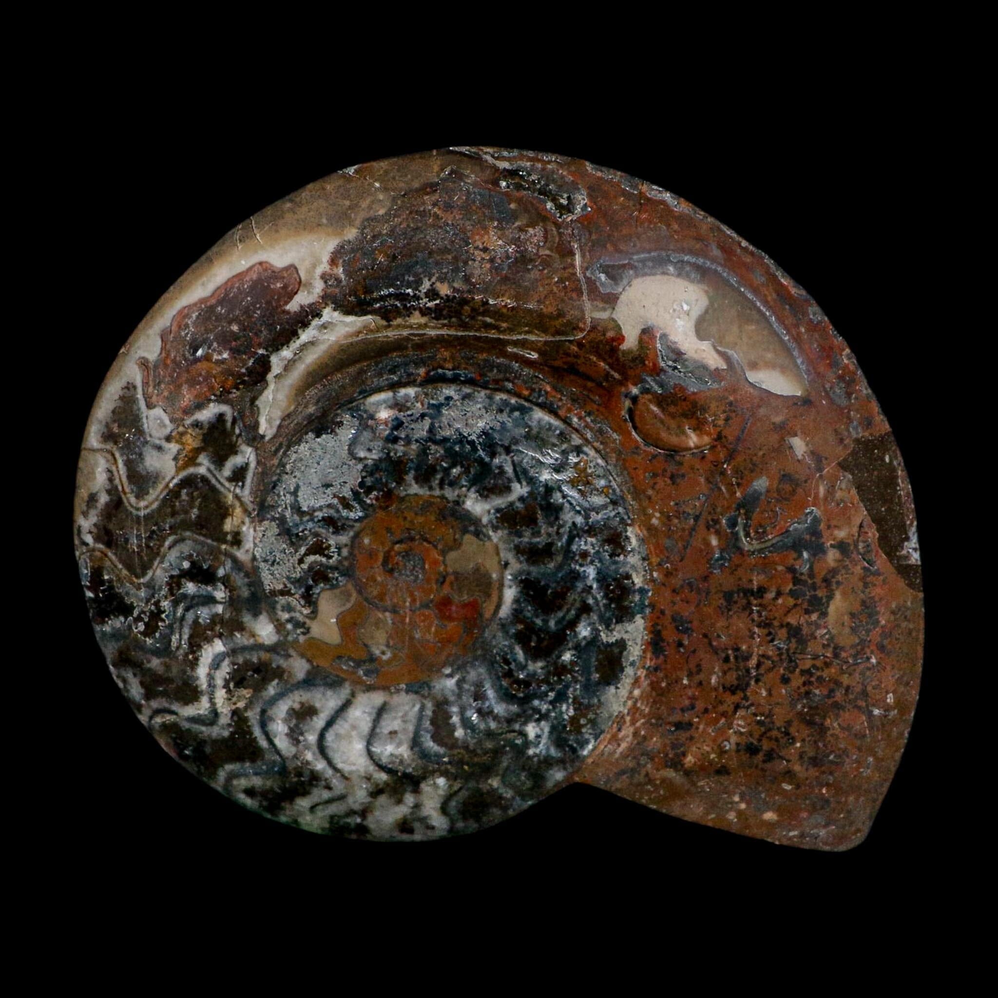 5" Goniatite Ammonite Fossil Polished Morocco Devonian Age COA
