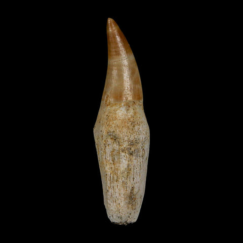 2.4" Mosasaur Eremiasaurus Fossil Tooth Rooted Cretaceous Dinosaur Era COA