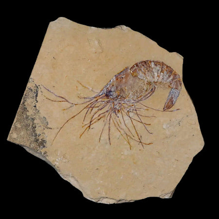 2.4" Fossil Shrimp Carpopenaeus Cretaceous Age 100 Mil Yrs Old Lebanon COA