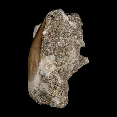 1.9" Plesiosaur Zarafasaura Tooth Fossil In Matrix Cretaceous Dinosaur Era COA