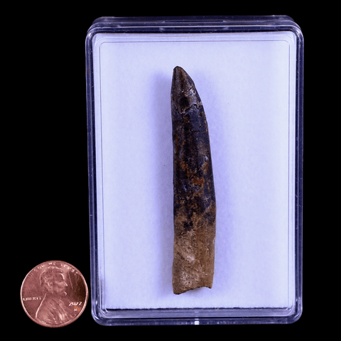 2.5" Rebbachisaurus Sauropod Fossil Tooth Early Cretaceous Dinosaur COA, Display - Fossil Age Minerals