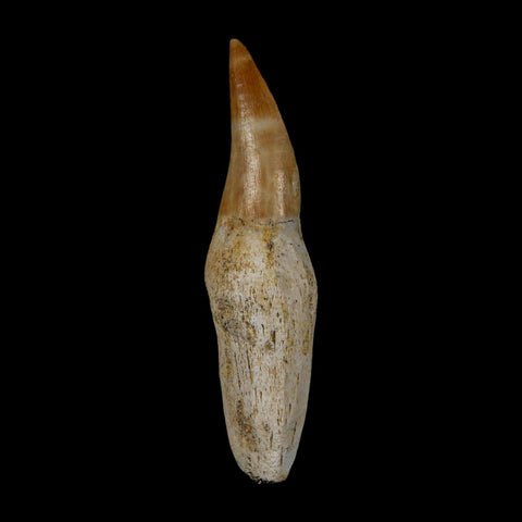 2.4" Mosasaur Eremiasaurus Fossil Tooth Rooted Cretaceous Dinosaur Era COA