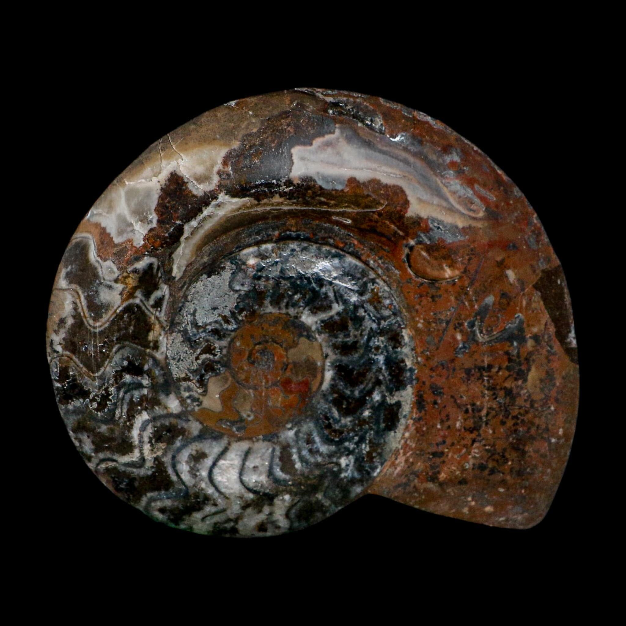 5" Goniatite Ammonite Fossil Polished Morocco Devonian Age COA