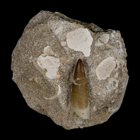 1.6" Plesiosaur Zarafasaura Tooth Fossil In Matrix Cretaceous Dinosaur Era COA