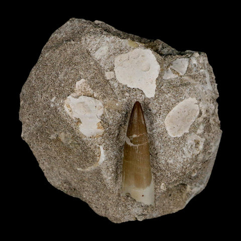 1.6" Plesiosaur Zarafasaura Tooth Fossil In Matrix Cretaceous Dinosaur Era COA