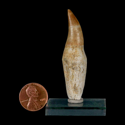 2.4" Mosasaur Eremiasaurus Fossil Tooth Rooted Cretaceous Dinosaur Era COA