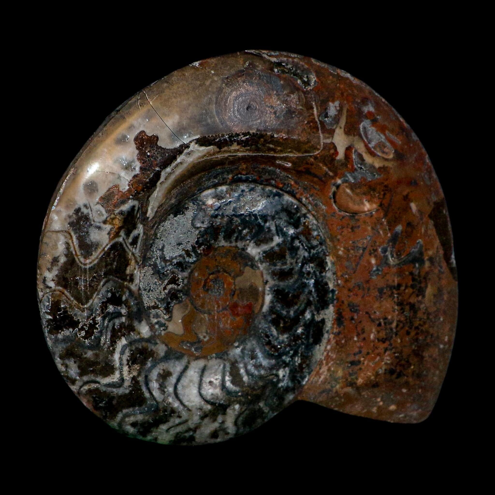 5" Goniatite Ammonite Fossil Polished Morocco Devonian Age COA