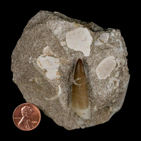 1.6" Plesiosaur Zarafasaura Tooth Fossil In Matrix Cretaceous Dinosaur Era COA