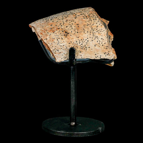 2.5" Edmontosaurus Fossil Rib Hell Creek FM Cretaceous Dinosaur MT COA Stand - Fossil Age Minerals