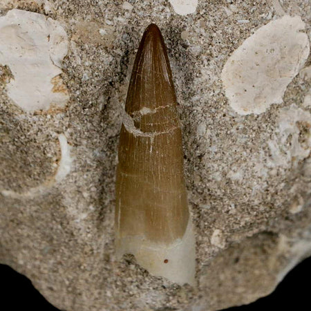 1.6" Plesiosaur Zarafasaura Tooth Fossil In Matrix Cretaceous Dinosaur Era COA
